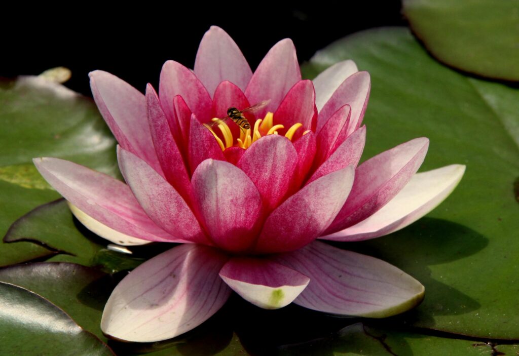 Lotus Compassion Angélique Des Nétumières Psychologue Rennes