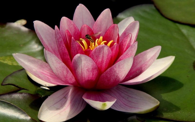 Lotus Compassion Angélique Des Nétumières Psychologue Rennes
